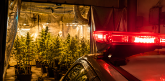 Força Tática Desmantela Esquema de Cultivo e Tráfico de Drogas em Residência de Olímpia